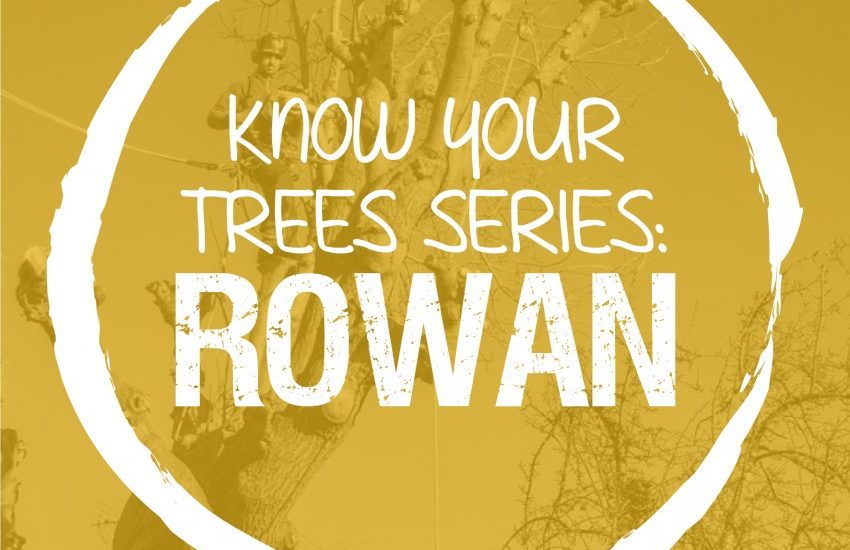 The Rowan