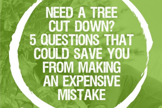 Remove that tree properly by asking 5 Questions