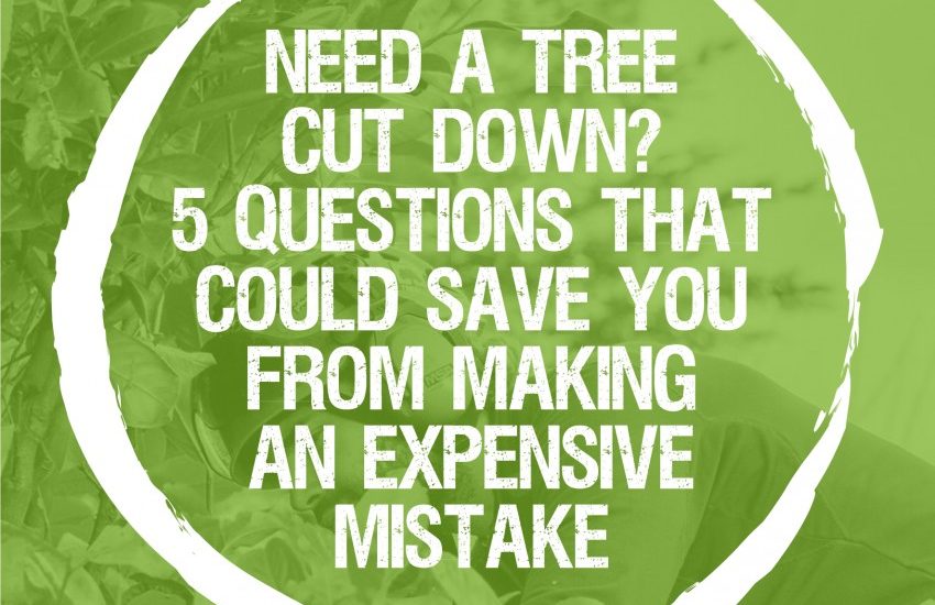 Remove that tree properly by asking 5 Questions