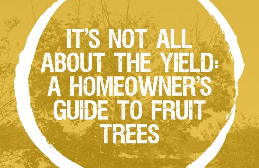 It’s not all about the yield: a homeowner’s guide to fruit trees
