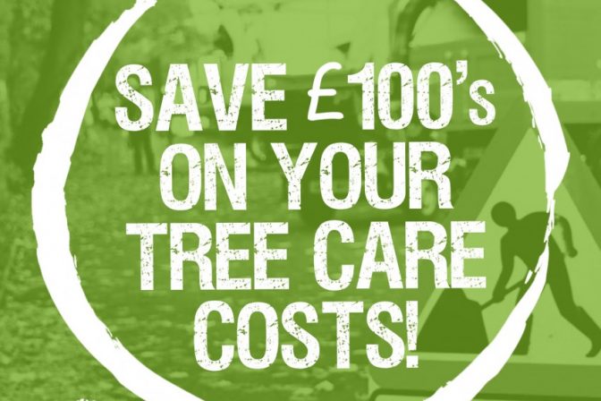 4 Simple Ways You Could Save £100s on Your Tree Care Costs