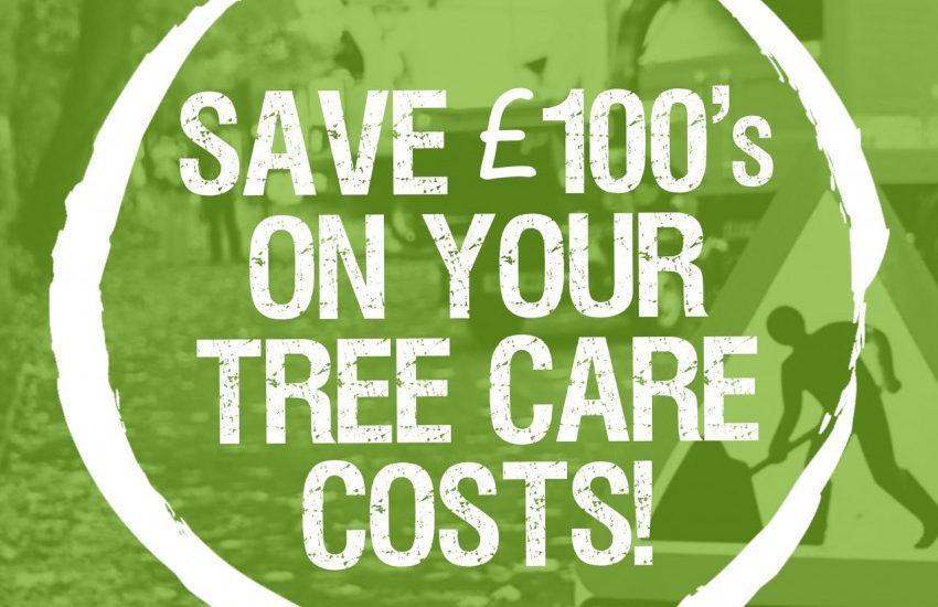 4 Simple Ways You Could Save £100s on Your Tree Care Costs
