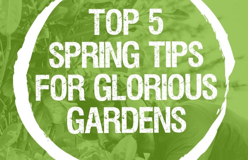 Spring :  Top 5 Tips for a Glorious Garden this Season