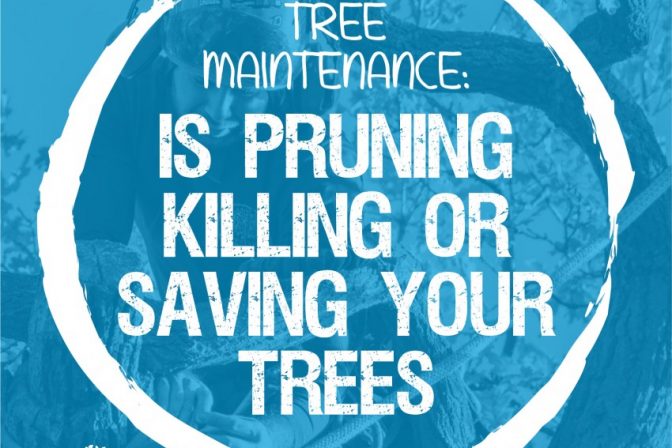 Maintenance; Is Pruning Killing or Helping?