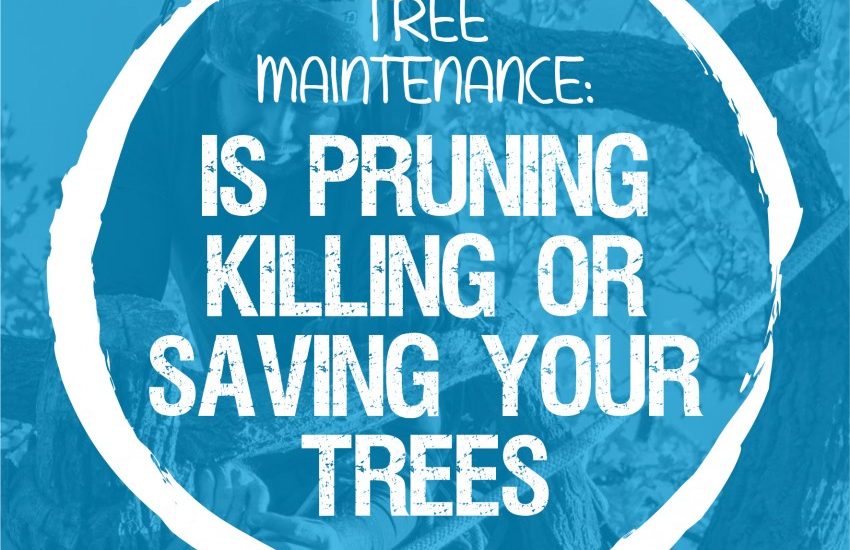Maintenance; Is Pruning Killing or Helping?