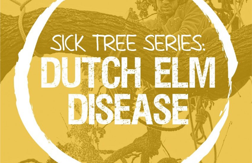 Dutch elm disease (DED), the story of a sickness that almost wiped out Britain’s Elm population