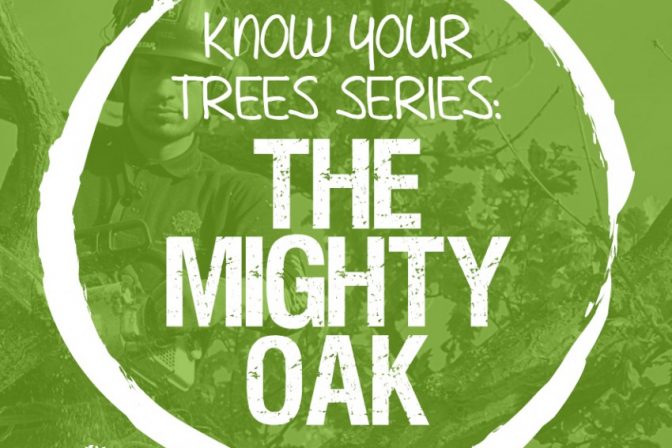 The Mighty Oak Tree