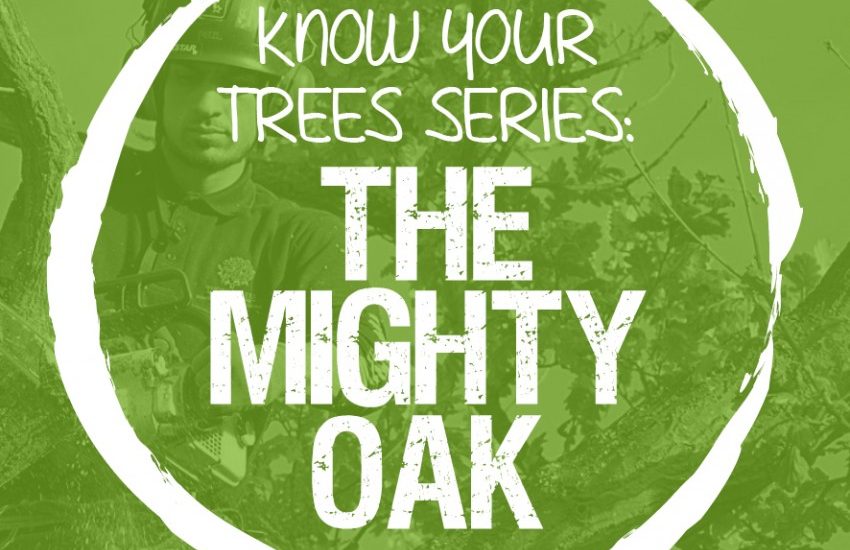 The Mighty Oak Tree