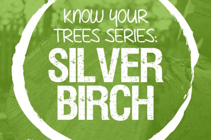 The Silver Birch