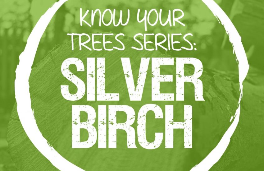 The Silver Birch