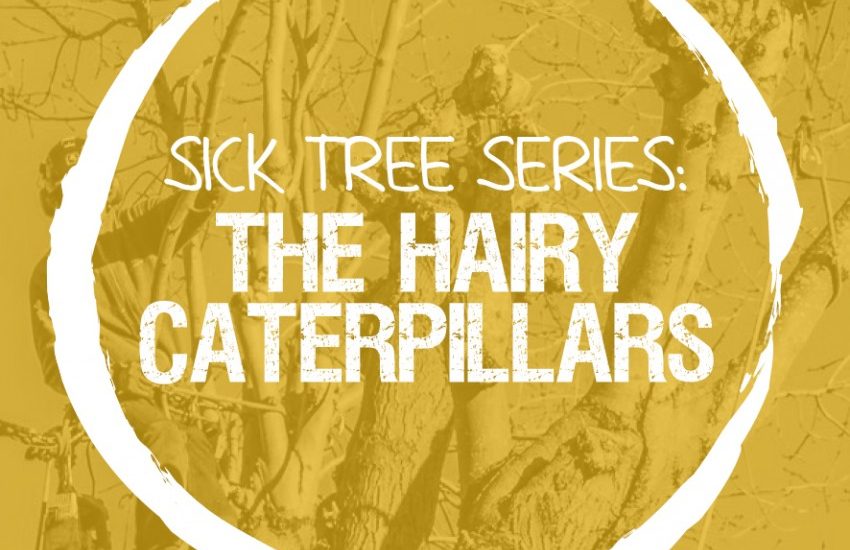 Sick Series: The hairy caterpillars that are as harmful to us as our plants