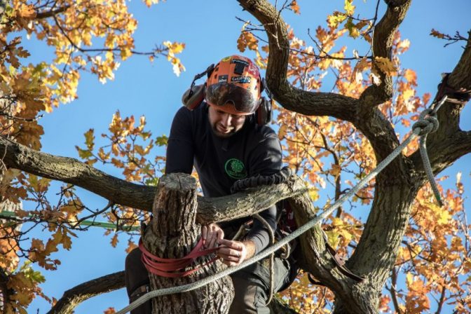 Uprooting an Oak tree
