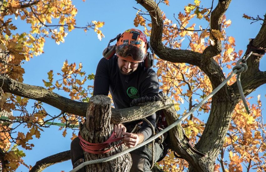 Uprooting an Oak tree