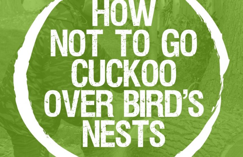 Care: How not to go cuckoo over bird’s nests