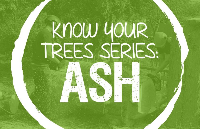 The Ash Tree