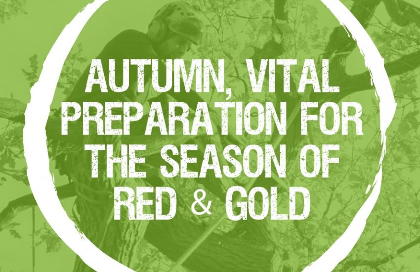 Autumn; Preparing for the season of red and gold with the 4 P’s