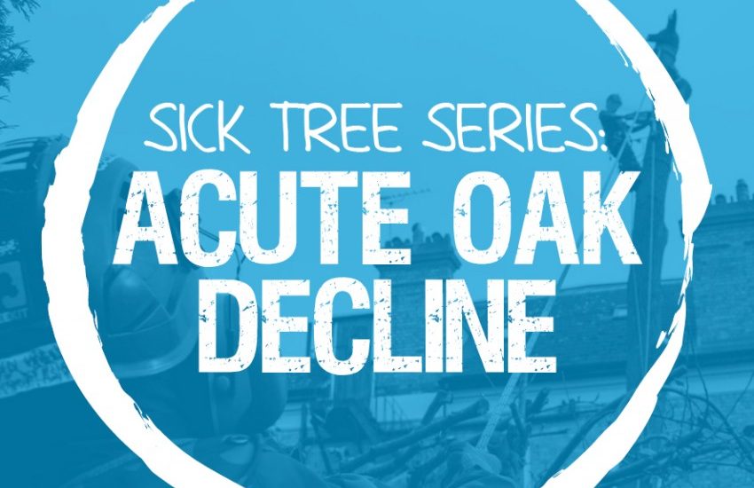 Sick Series: Acute Oak decline