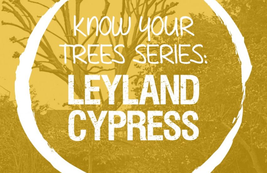 Leyland Cypress