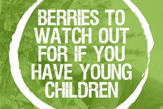 Berries to watch out for when you’ve young children at home
