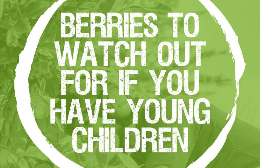 Berries to watch out for when you’ve young children at home
