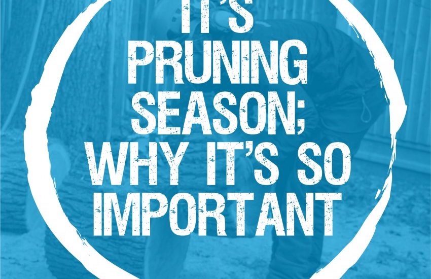 Tips and Learning: Why is it so important to prune your trees in winter?