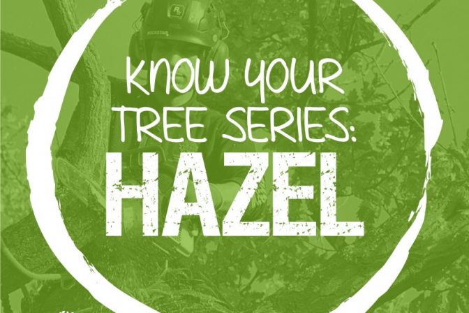 The Hazel