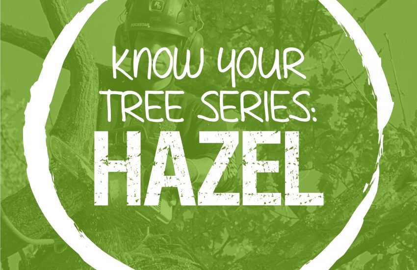 The Hazel