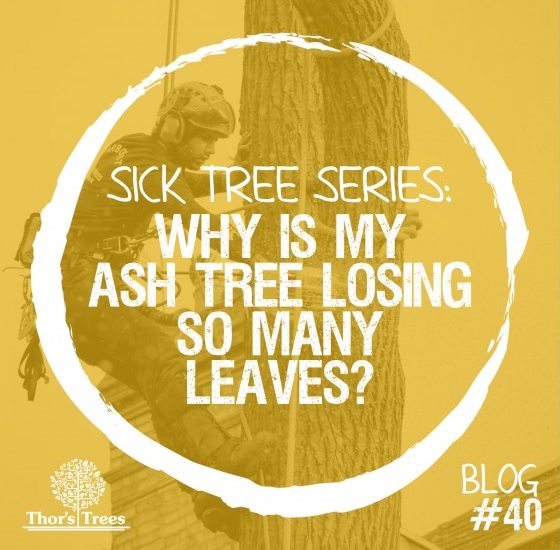 Sick Tree Series: Why is my ash tree losing so many leaves?