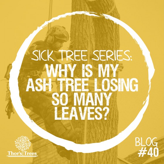 Sick Tree Series Why is my ash tree losing so many leaves?