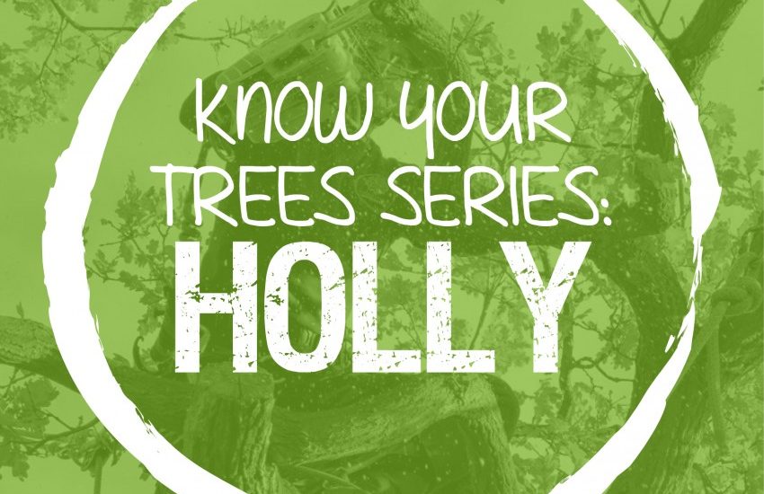 The Holly Tree