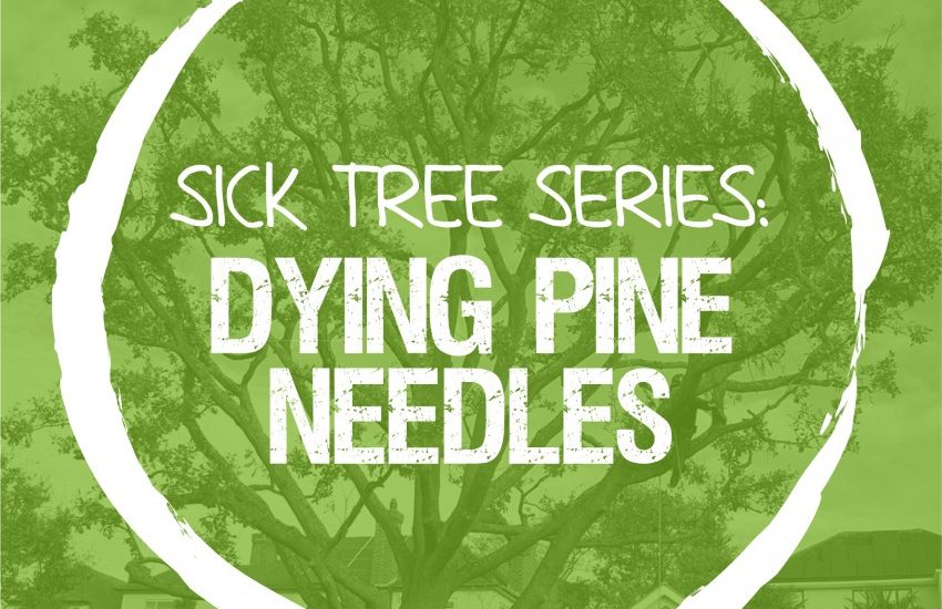 Sick Series: Why do the needles on my pine look like they’re dying?