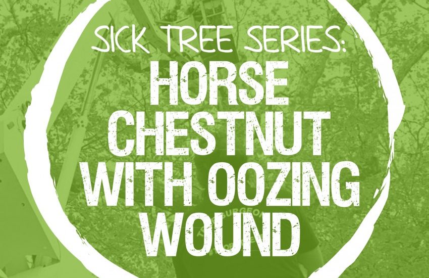 Sick Series: Is the oozing wound on my horse chestnut infectious or dangerous?