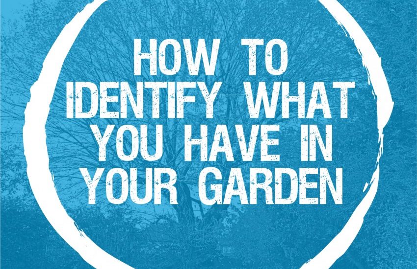 How to identify what you have in your garden