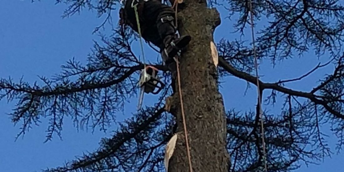 Large Cedar uprooted today