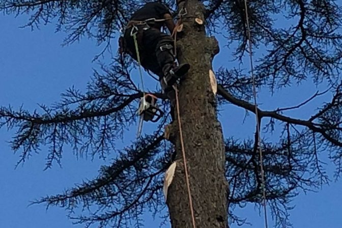 Large Cedar uprooted today