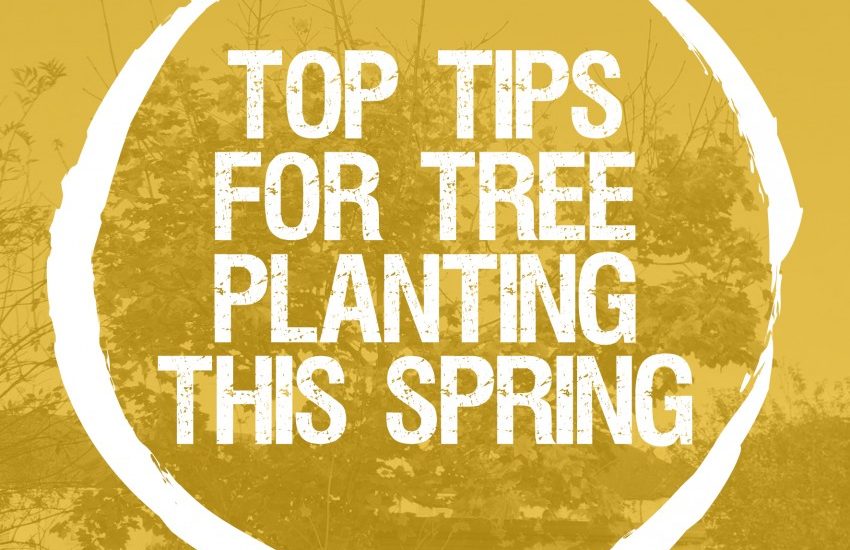 Top tips for Springtime