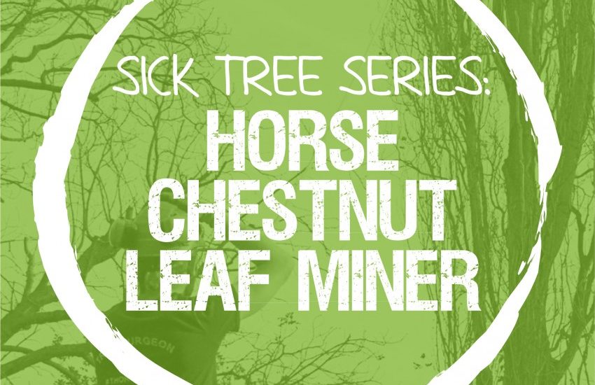 Sick Series: Horse chestnut leaf-mining moth