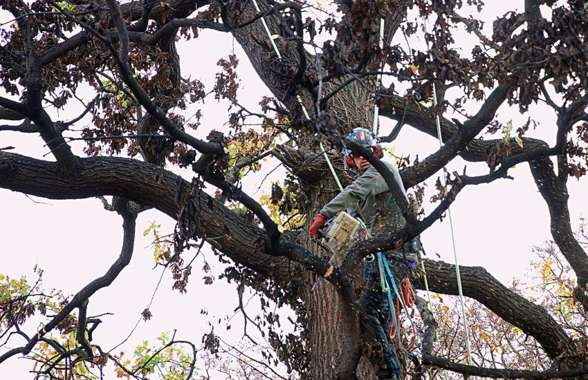 Pruning a fire damaged Oak