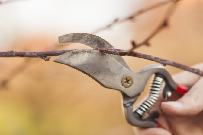 6 top tips on caring for your ‘fruit trees’