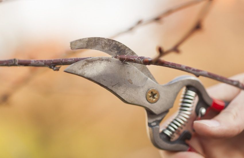 6 top tips on caring for your ‘fruit trees’