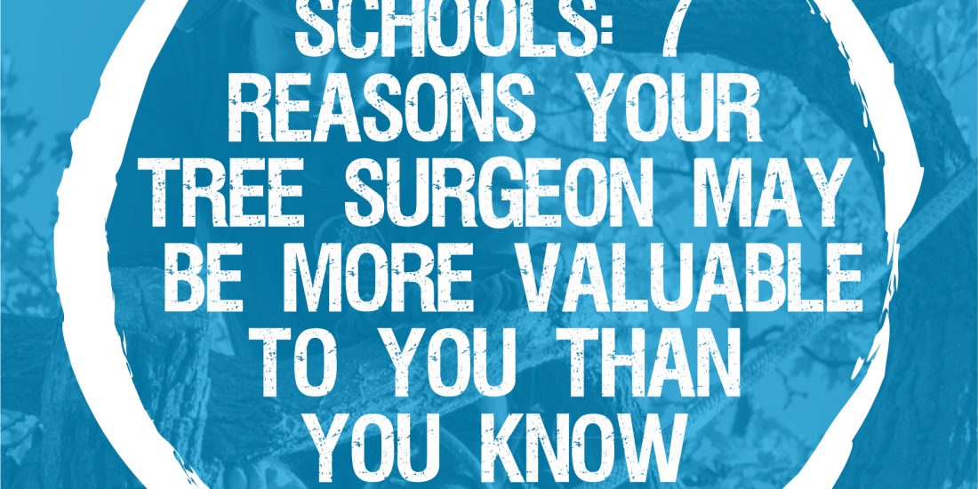 School: 7 reasons your tree surgeon may be more valuable than you know