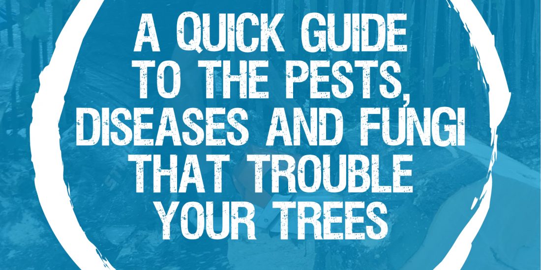 A quick guide to the pests, diseases, and fungi that trouble your trees
