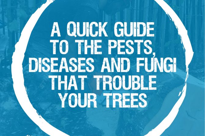 A quick guide to the pests, diseases, and fungi that trouble your trees