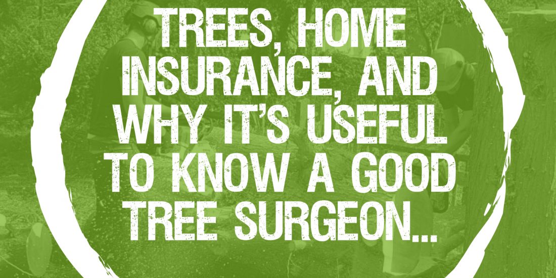 Trees, home insurance, and why it’s useful to know a good tree surgeon…
