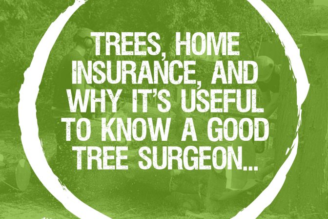 Trees, home insurance, and why it’s useful to know a good tree surgeon…