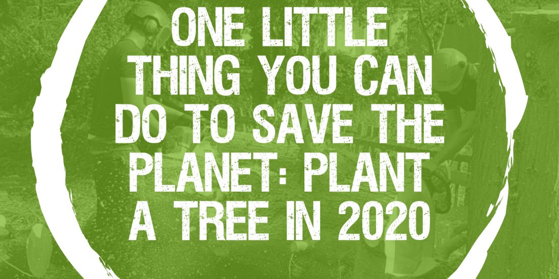 Plant a Tree this year