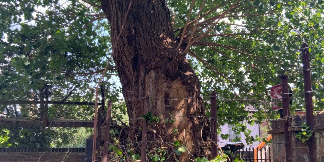 🌳❌THANK GOD we checked!!.. ❌🌳