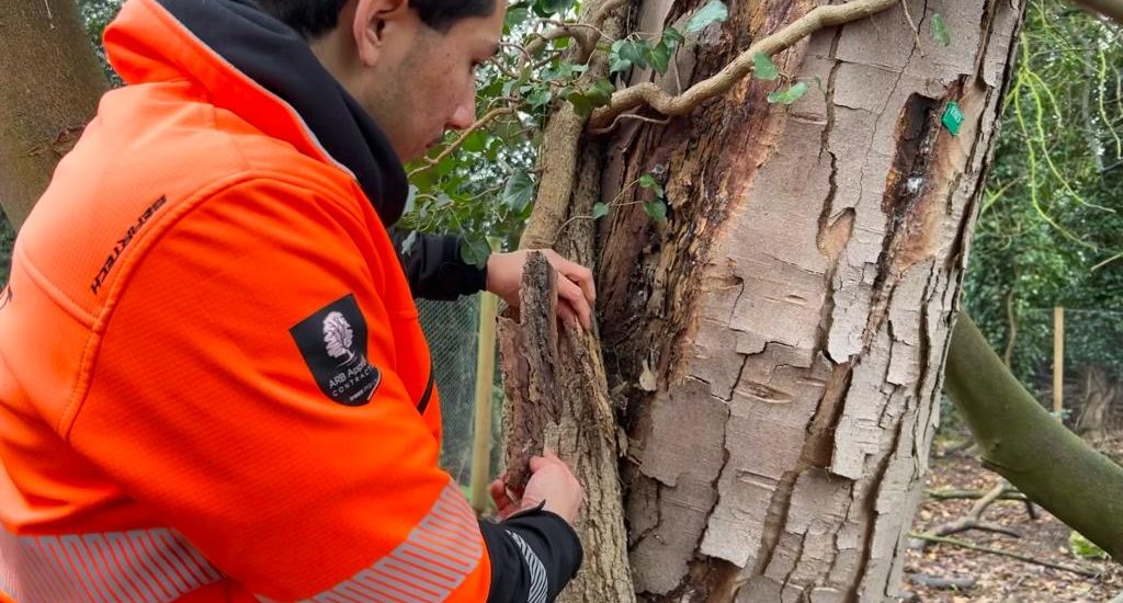 Dutch Elm Disease: How to Spot It Before It’s Too Late