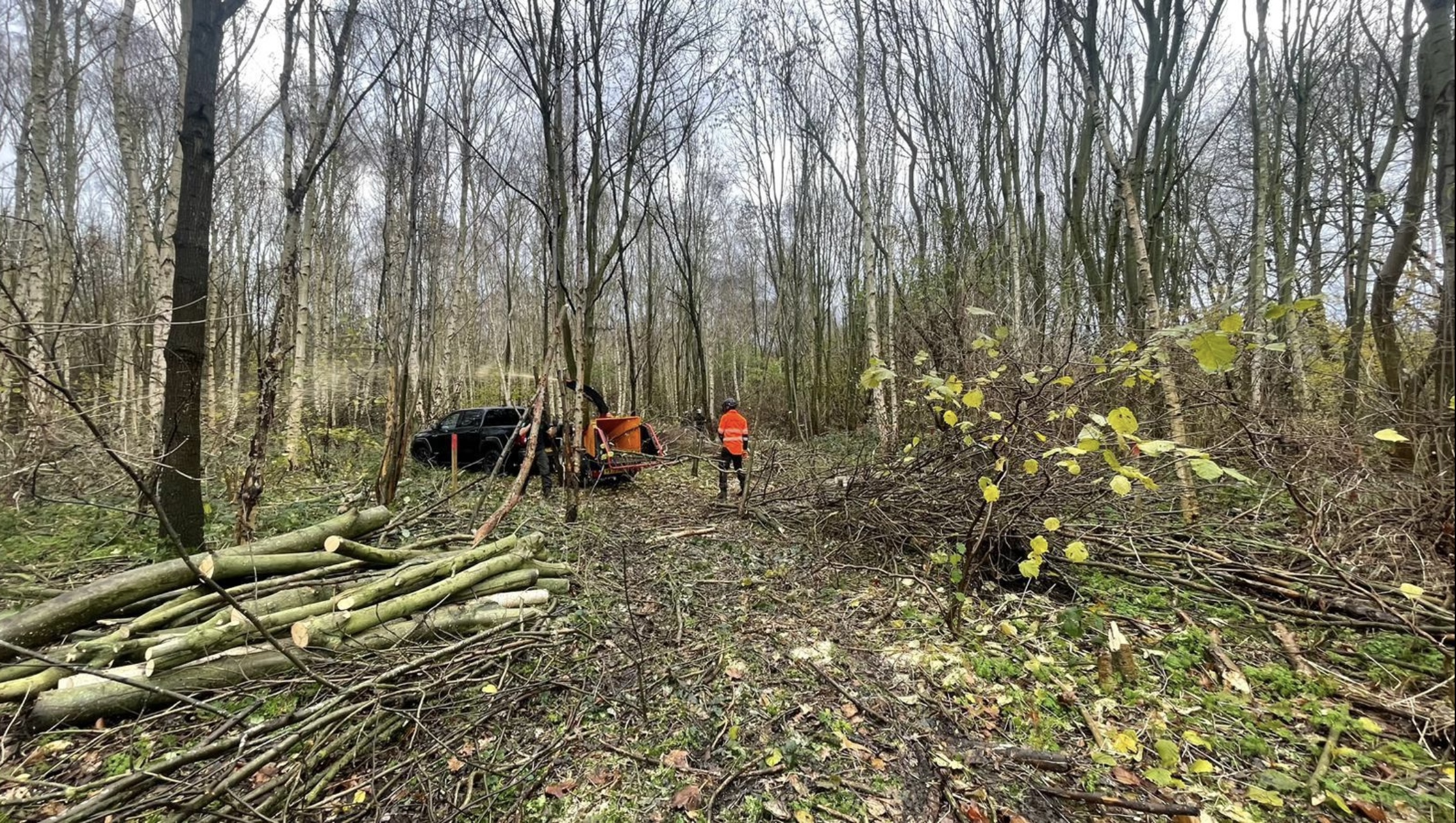 Thor's Trees Tree Surgeons Woodland