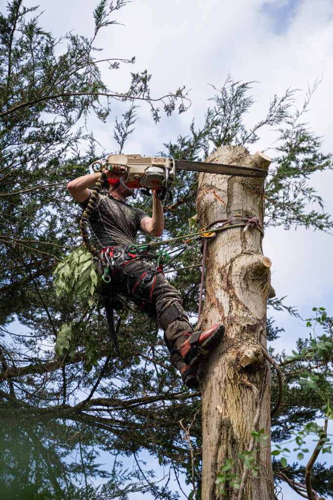 Tree Surgery
